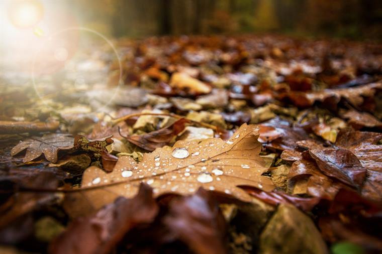 Herbstlaub mit Wassertropfen im Sonnenlicht